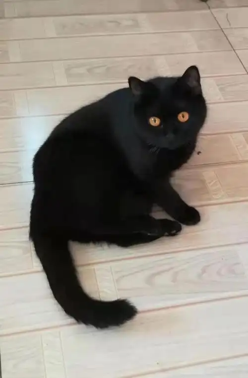 人们对黑猫的误解