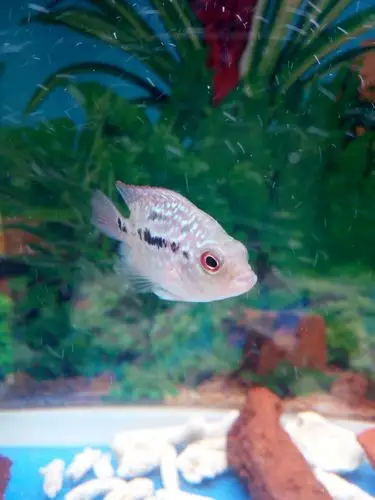 那位大神能告诉我,这罗汉鱼苗是什么品种