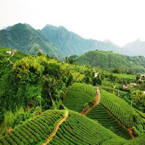 藤茶山庄-凤阳县远华农业发展有限公司