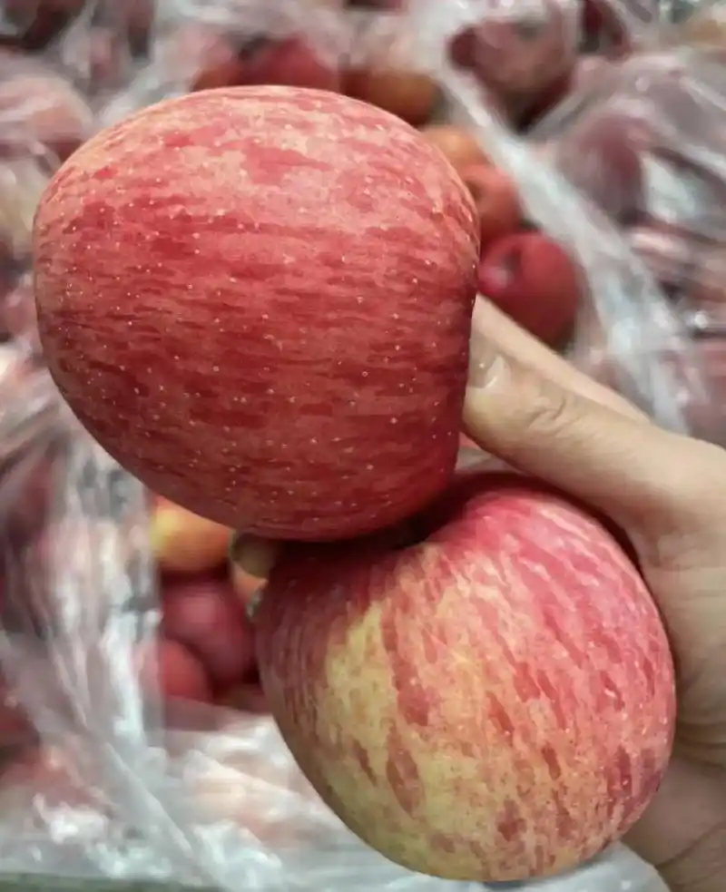 洛川苹果真正的原生态绿色种植,高海拔昼夜.