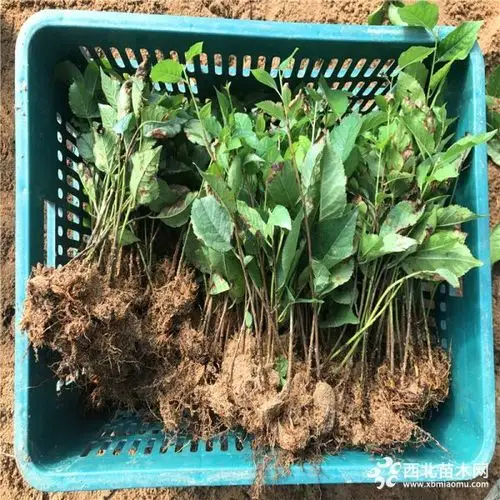 2 1 8 元/棵 大樱桃苗 140