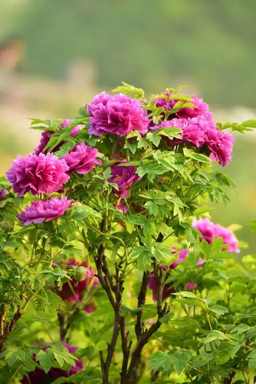 2019.4我收到的美丽和快乐