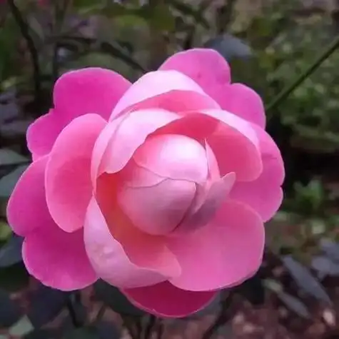 中老年微信头像_网易订阅