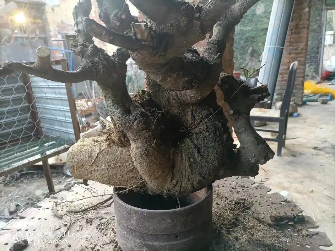 朴树盆景花卉盆景#一花一草一世界 #大自然的馈赠 #盆景素材 - 抖音