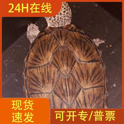 【议价】剃刀龟巨头亚成 剃刀龟   巨头龟收剃刀种龟