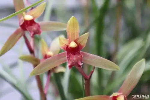 蕙兰红花红素《红娘子》-蕙兰篇-兰花交易网论坛