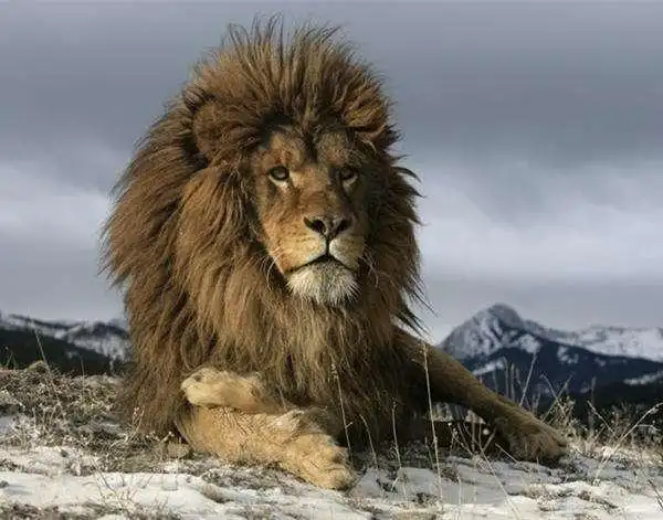 世界上最大的狮子体型比东北虎还大若未被灭绝应称王