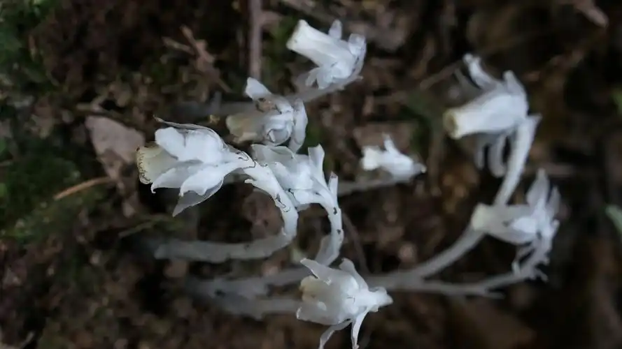 为了传说中的水晶兰,跟随植物专家的寻觅之行
