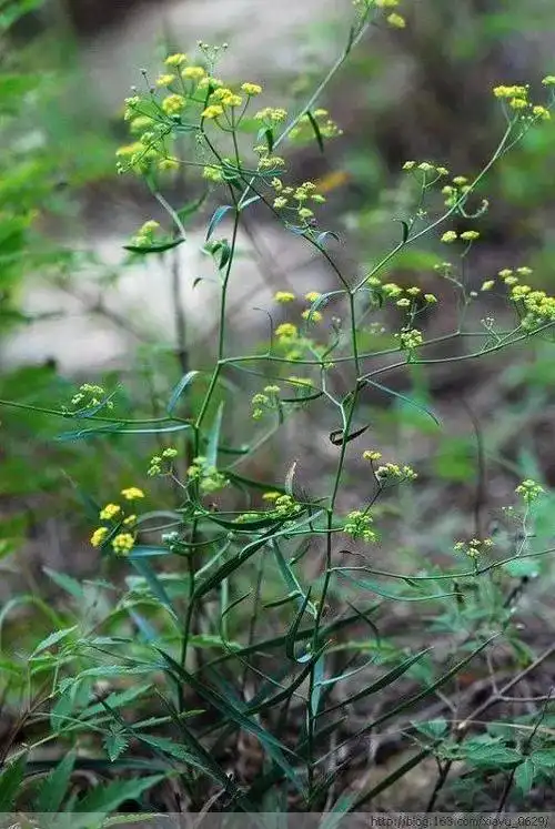 庆江红草中医药文化推广与传播:柴胡 你知道多少?