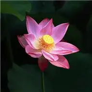 适合中年人用的成稳荷花头像图片大全集