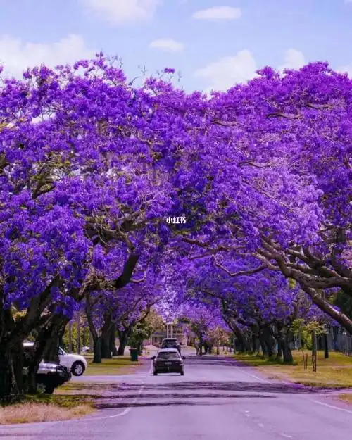 澳大利亚的春夏之交正编织着一个紫色的梦90配图为新州的"蓝花楹