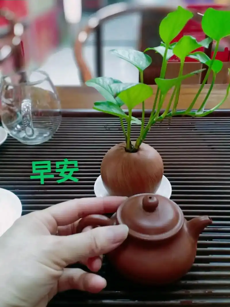 早茶时光 #品茶静心,人生如茶 ,#静享时光 #为你泡的茶 - 抖音