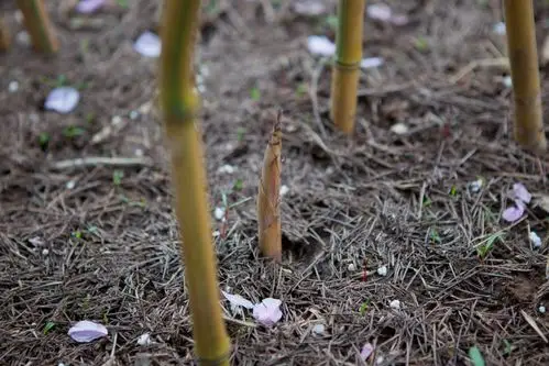 刚发芽的竹笋小灰兔插花
