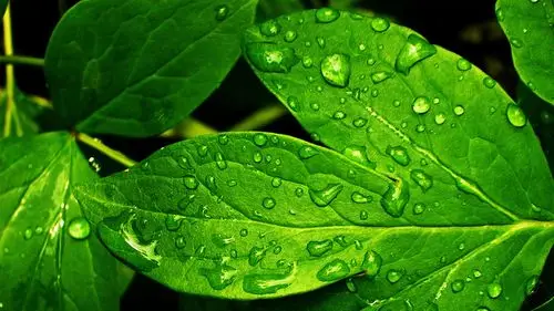 安卓(android)小清新 护眼壁纸 植物 绿色 叶子高清手机壁纸免费下载