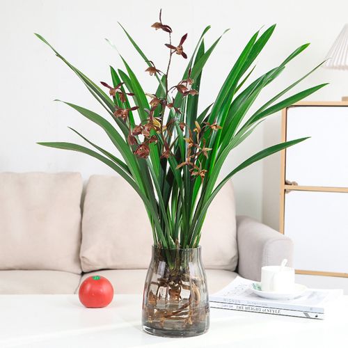 水培植物兰花墨兰盆栽花苗室内客厅桌面水养植物建兰春兰绿植盆景