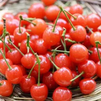 花月浓四川小樱桃水果新鲜攀枝花米易水晶土樱桃甜云南重庆应季恩桃