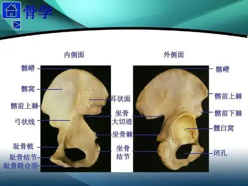 髂嵴 髂窝 外侧面 髂嵴 耳状面 髂前上棘 弓状线 坐骨 大切迹 坐骨棘