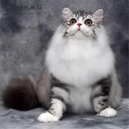 可现场挑选猫咪 当天预定当天到达 全国包邮