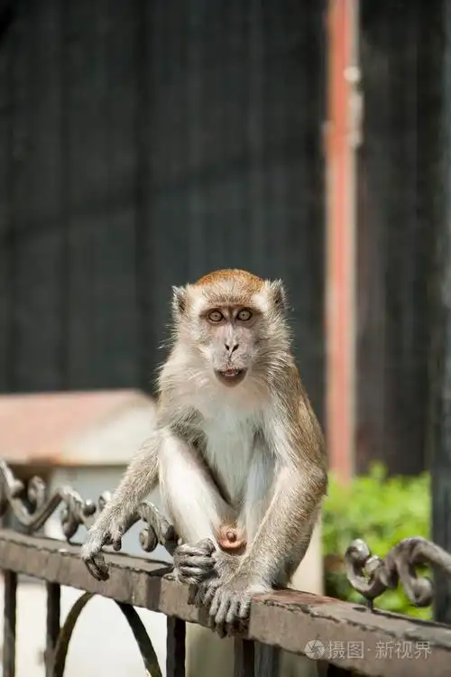 猴子照片-正版商用图片1a3i3b-摄图新视界