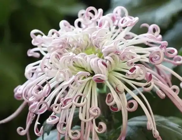 最显菊花品性的古诗词其二9首