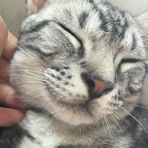 猫咪左边腮帮肿了,怎么办,求助,心急