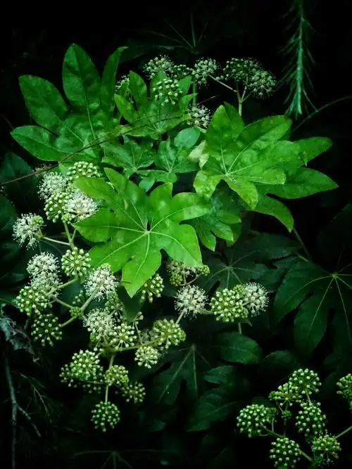 八角金盘花,开在冬天的花