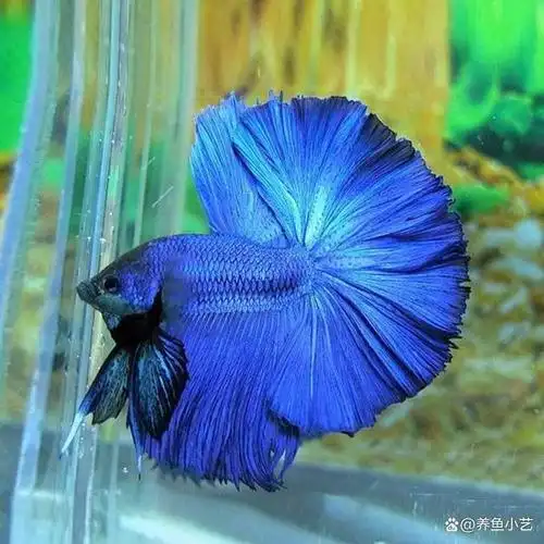 泰国斗鱼尾巴很大很漂亮,应该怎么养?