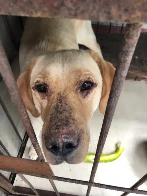 家里拉布拉多狗狗脸上不知长的什么,有谁知道吗?