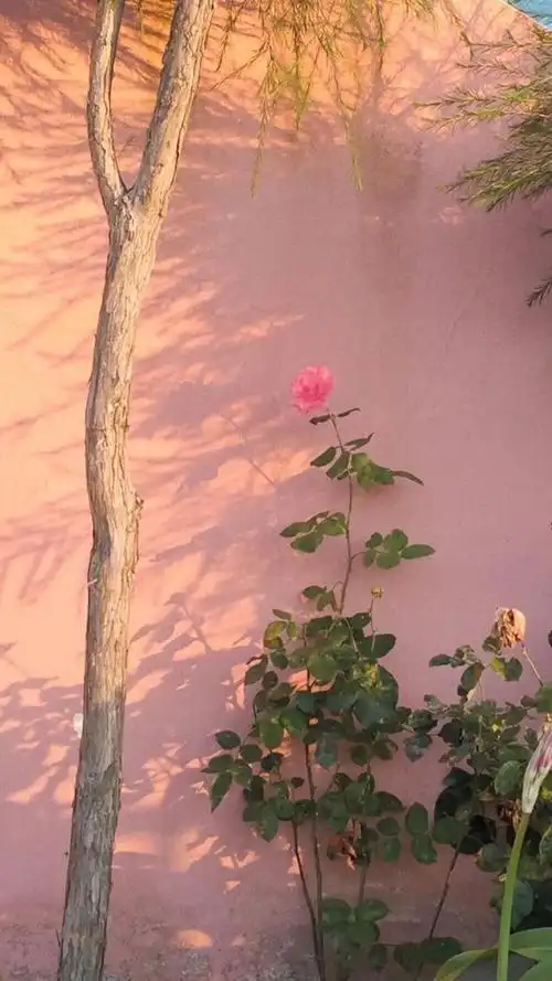 可爱少女心ins风图背景,ins少女心壁纸(少女心壁纸.锁屏.小清新.ins)