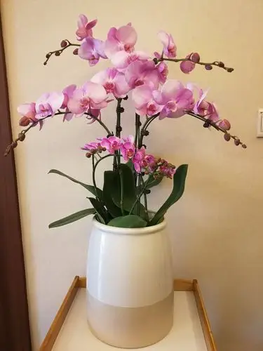 适合放客厅的蝴蝶兰