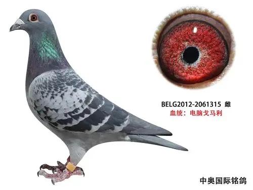 电脑戈马力大名鸽"速度号"直女315