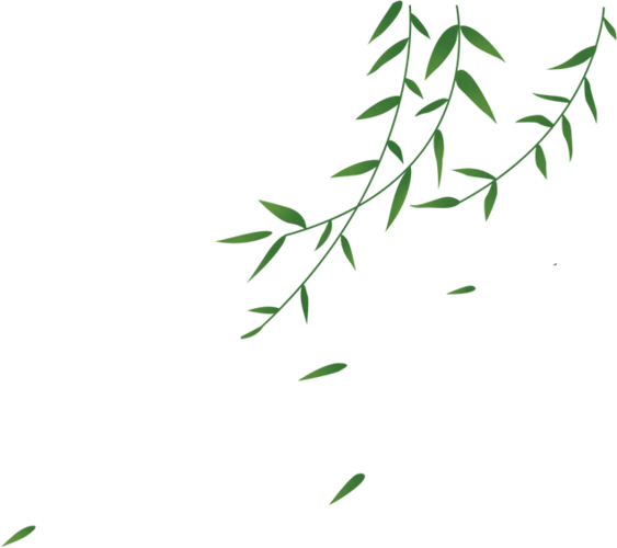 随风飘摇的柳条柳叶垂柳免抠图(13张)