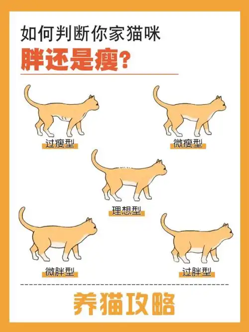 如何判断你家猫咪胖还是瘦猫咪体型自测