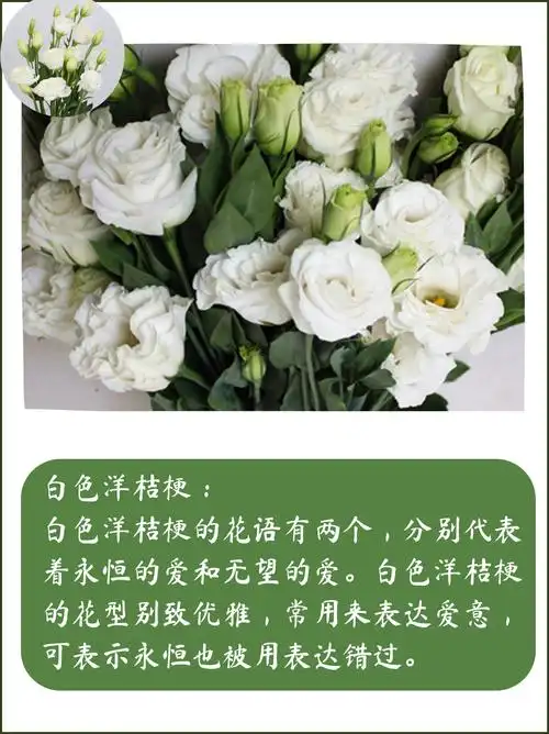不同颜色的洋桔梗鲜花花语及寓意