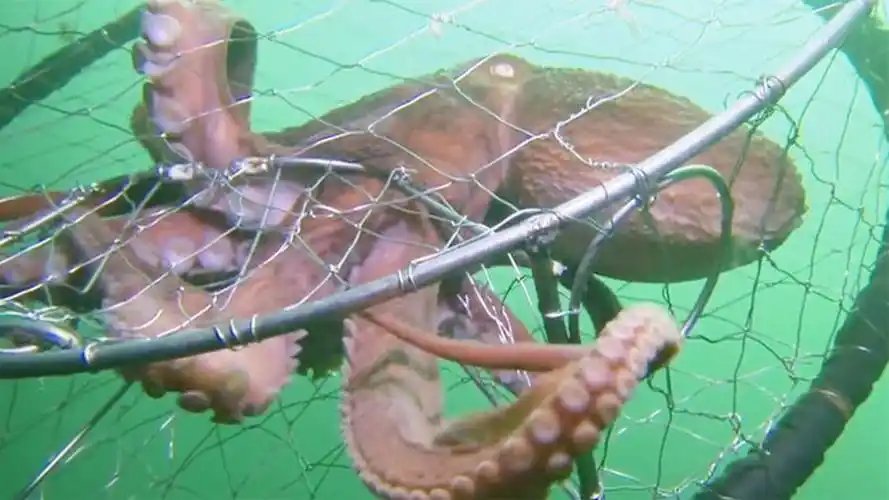 章鱼钻进人类的陷阱吃螃蟹,意识到中计后,它的反应令人不寒而栗