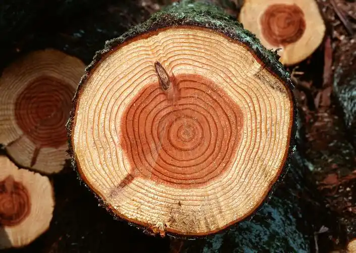树的年轮图片树木树年轮