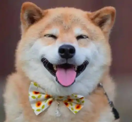 拍下来好像周围的人也会变得开心起来…看到它的笑容这只不管做什么