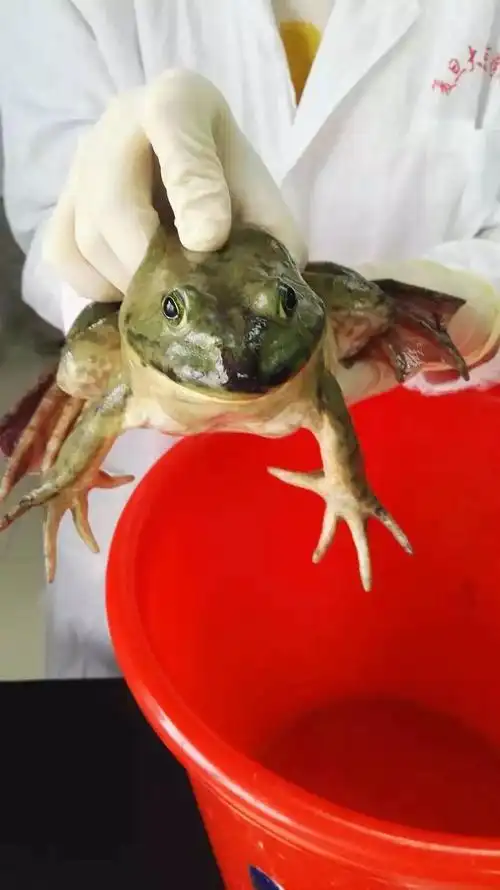 做动物实验时用的牛蛙最后,还是卖一卖安利:复旦大学上海医学院可以排