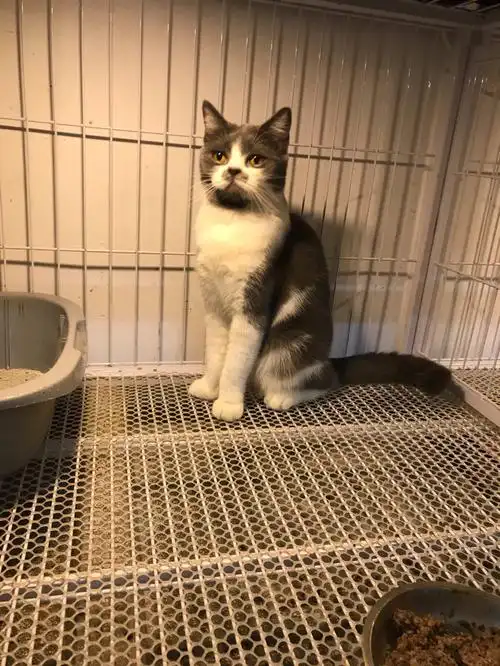 家养纯血英短短毛猫成年八字脸蓝白母猫