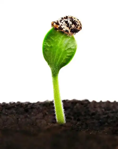 大自然的神奇种子发芽生命的力量