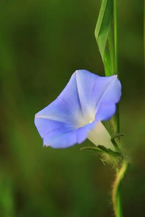 牵牛花喇叭花蓝色牵牛花