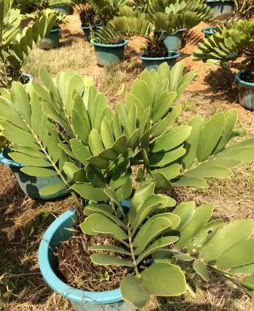 巴西铁树的养殖方法是什么巴西铁树的注意事项是什么