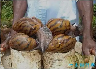 世界上最大的蜗牛 非洲大蜗牛体长20厘米能啃食水泥