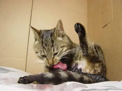 小猫真实分娩的全过程(组图)