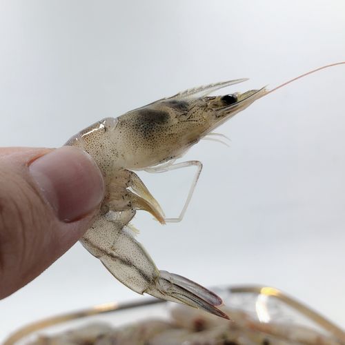 青岛野生小河1200g鲜活小海海虾速冻白虾对虾冻虾