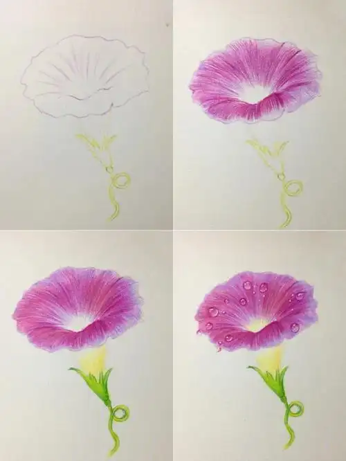 彩铅牵牛花绘画步骤图