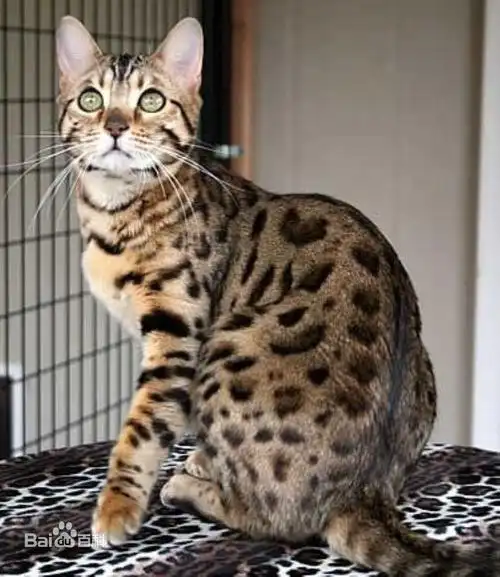 亚洲豹纹猫
