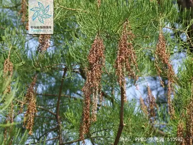 p>池杉(学名: i>taxodium distichum /i> var.