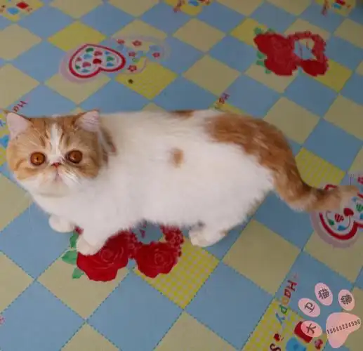 纯种_cfa注册宠物猫咪活体纯种猫幼崽加菲猫异国短毛猫梵花短毛已定