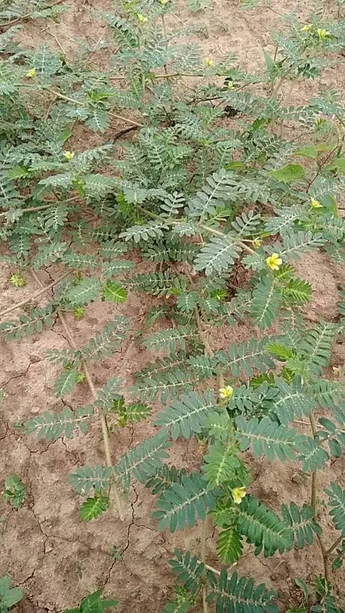 刺芥的功效与作用